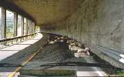 Strassenblockade