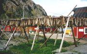 Stockfische im Fischerort A (Lofoten)
